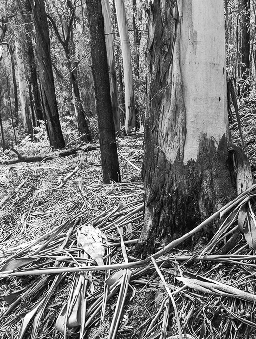 Cleared forest floor
