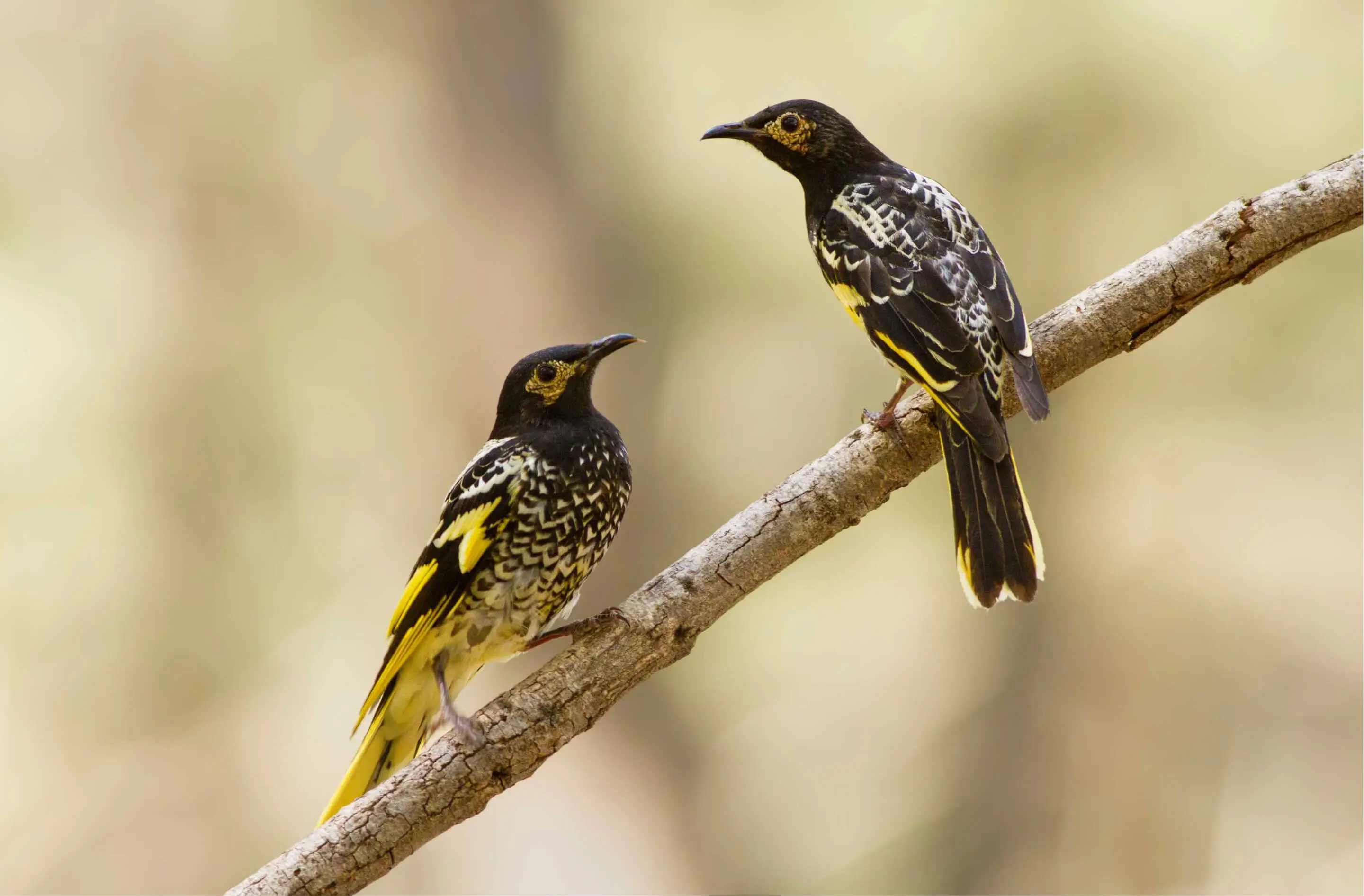 Two regent honeyeaters on a branch